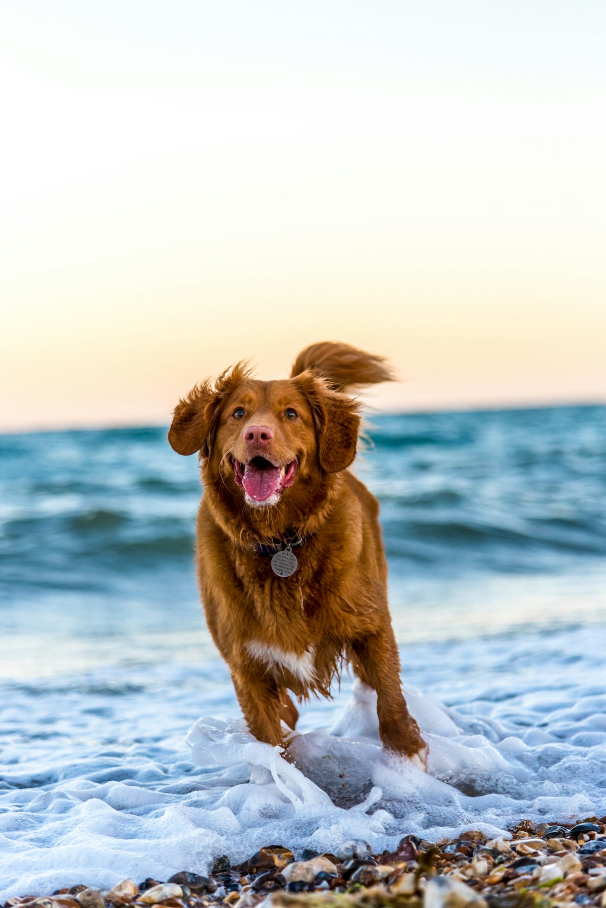 Dog-Friendly Beaches in Miami 2026: Where Your Dog Can Actually Swim