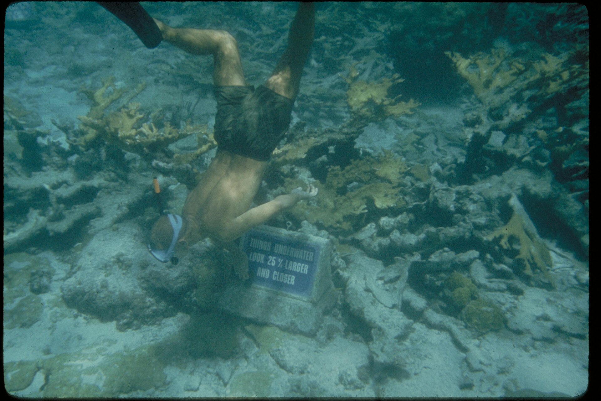 miami snorkeling spots photo 1